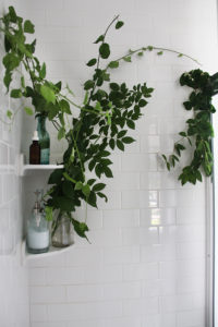 Bathrooms That Prove The Shower Plant Trend Is Here To Stay Curbly