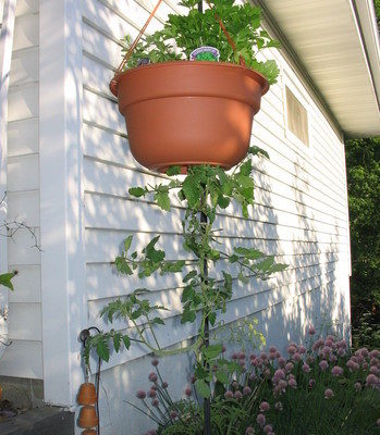 Tomato plant is going up with the help of pot hanging to a tread.