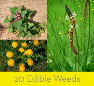 20 Edible Weeds - Curbly