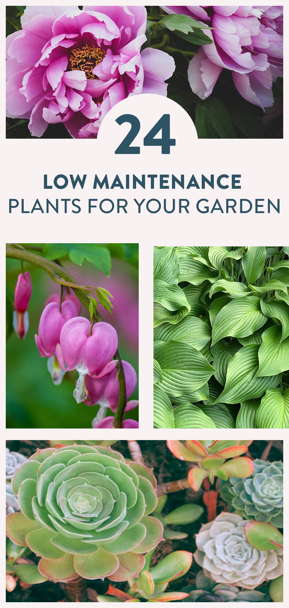 24 of the Best Low Maintenance Plants for Your Garden - Curbly