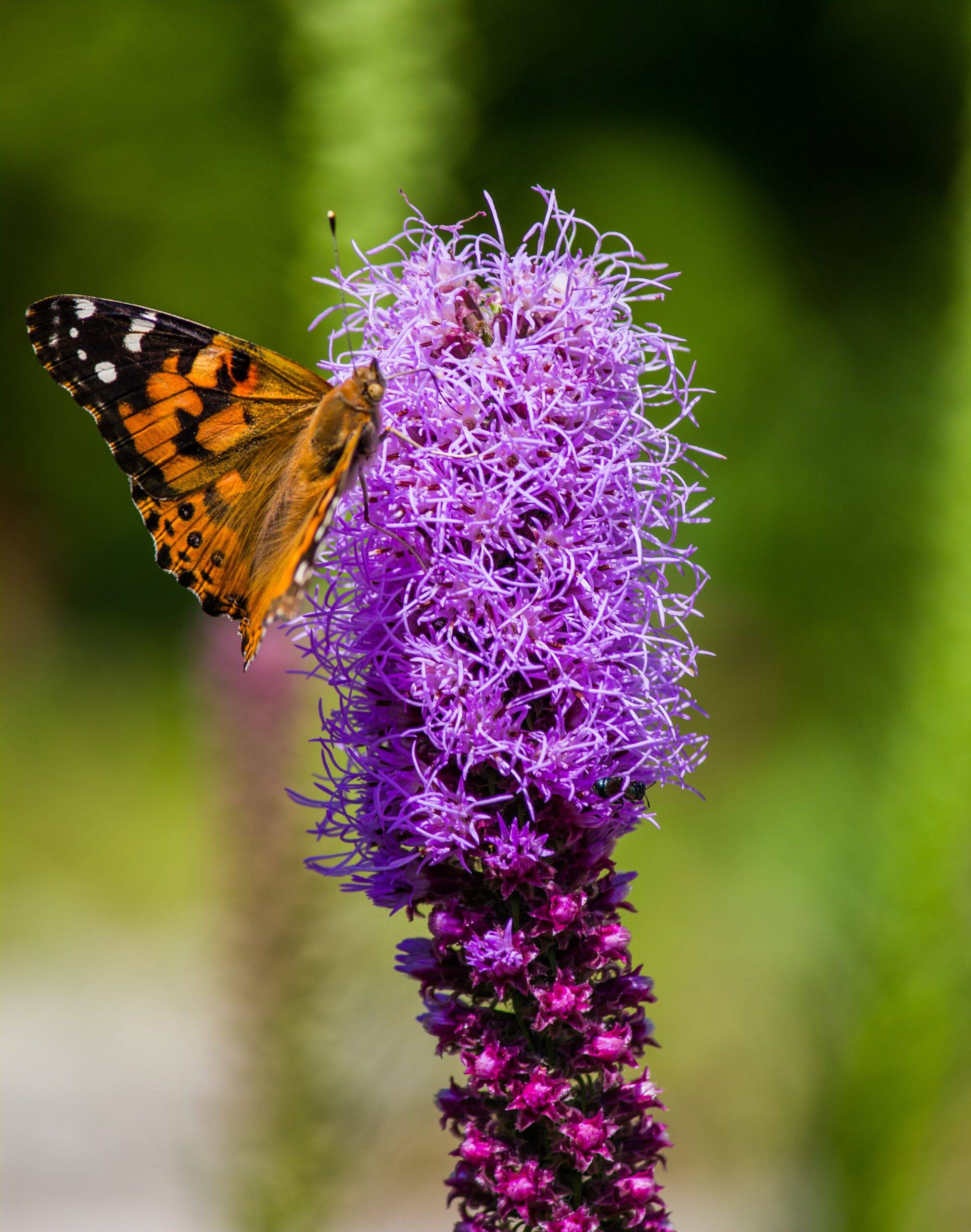 how-to-plant-summer-bulbs-curbly