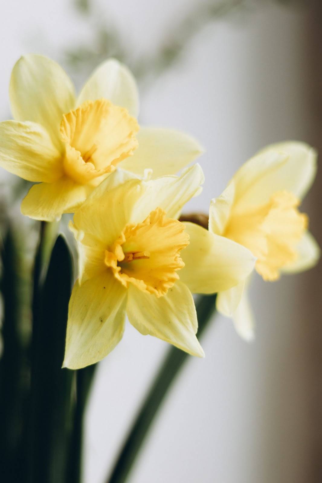 Everything You Need to Know for Beautiful Spring Bulbs - Curbly