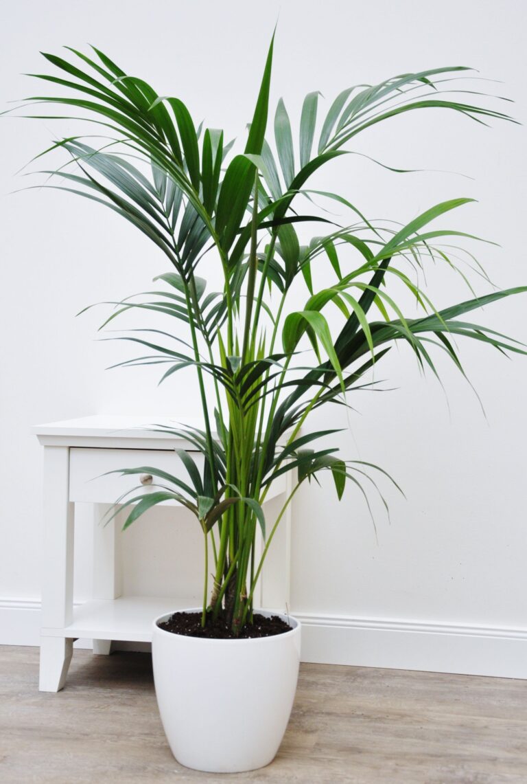 20 Beautiful Indoor Palm Trees To Create Your Home Oasis - Curbly