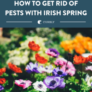 irish spring garden tips